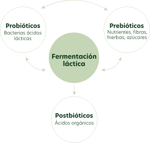 Gráfica fermentación láctica